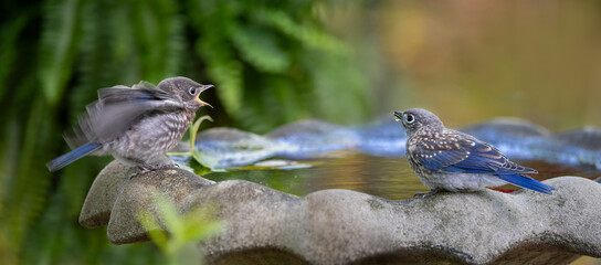 Obraz premium two baby bluebirds on birdbath