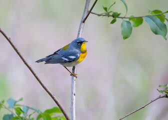Obraz premium northern parula songbird on limb