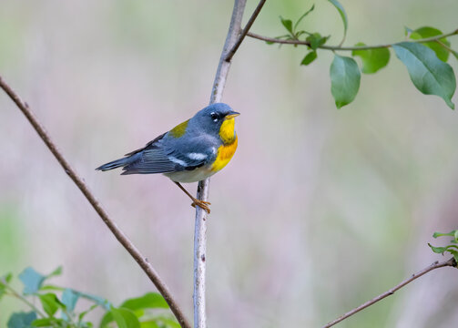 northern parula songbird on limb