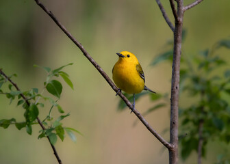 prothonotary warbler in forest on a branch