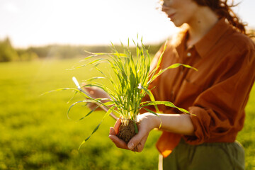 Farmer hand touches green leaves of young wheat in the field. Concept of natural farming,...