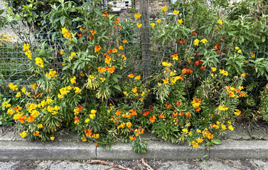Yellow and orange flowers bloom abundantly along a metal fence, bringing life and color to a village roadside in, Sutton-in-Craven, Yorkshire, UK