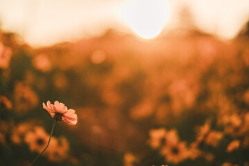 a daisy facing the sun
