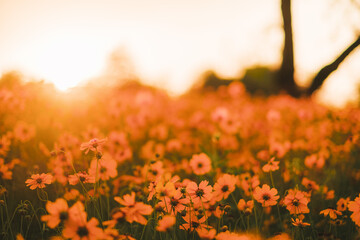 flower meadow at sunset