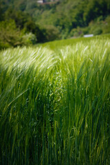 A green wheat field up close with path in it.