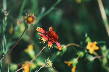 indian blanket, Gaillardia pulchella