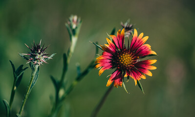 indian blanket, Gaillardia pulchella