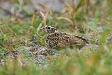 Eurasian skylark (Alauda arvensis)