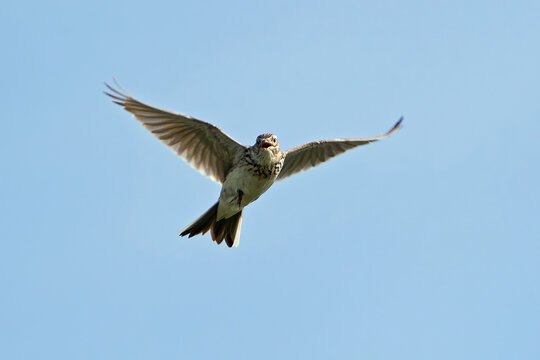 Eurasian skylark (Alauda arvensis)