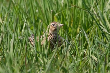 Eurasian skylark (Alauda arvensis)