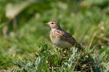 Eurasian skylark (Alauda arvensis)