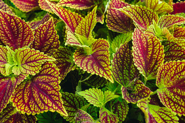 Close up of coleus plant leaves in the garden, stock photo