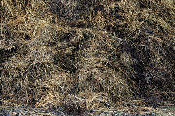 Horse manure Horse droppings dung  in a field