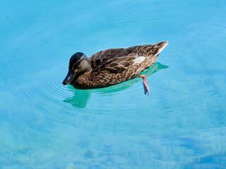 Background of one duck swimming and reflecting in the turquoise water of a lake
