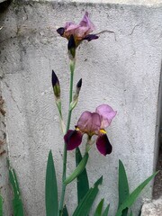 iris a 2 fleurs