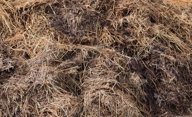 Horse manure Horse droppings dung  in a field