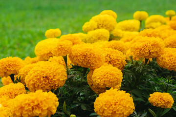 Yellow marigold flowers in the garden with green grass background.