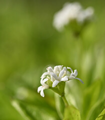 Beautiful close-up of galium odoratum