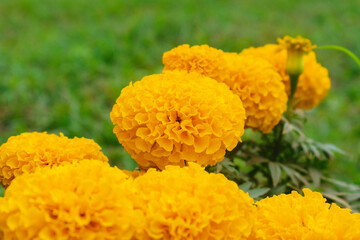 Yellow marigold flowers in the garden with green grass background.