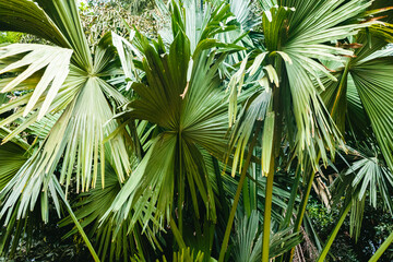 Tropical palm tree leaves in the garden. Nature background.