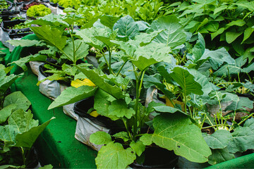 Organic melon seedlings growing in a greenhouse, stock photo