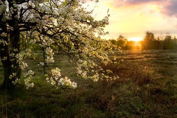 Fototapeta premium blooming pear tree on a green meadow in the first rays of sunshine. 