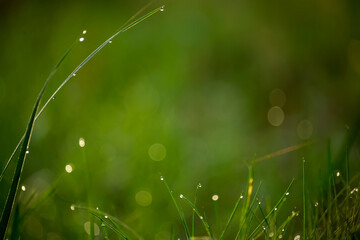 fresh grass in dew and sparkling bokeh.