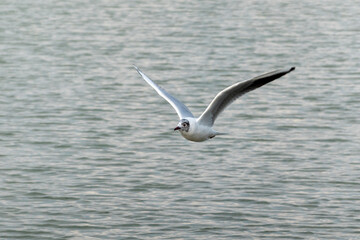 Seagull flying on beautiful blue sky above the sea