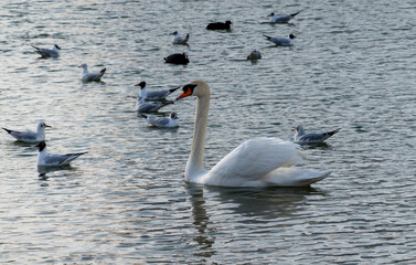 White swan in the lake with blue dark background