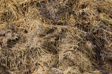 Horse manure Horse droppings dung  in a field