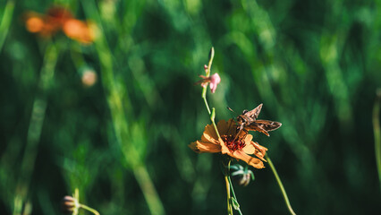 butterfly on a flower