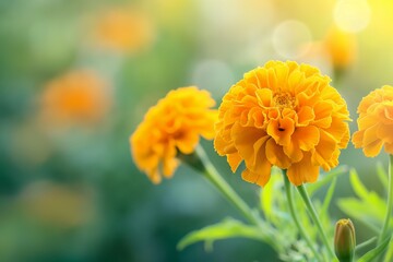  vibrant marigold flower in full bloom