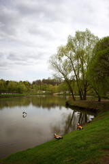 Ducks on the shores of lakes. Background of green forest trees. Animals in the park.