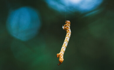 caterpillar dangling on a silk string