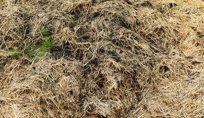 Horse manure Horse droppings dung  in a field