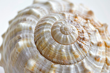 A shell with a spiral pattern is shown in a close up