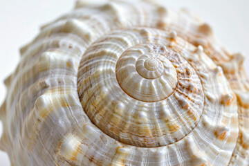 Obraz premium A shell with a spiral pattern is shown in a close up