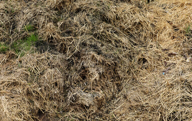 Horse manure Horse droppings dung  in a field