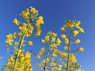 Yellow rapeseed flowers on a blue sky background