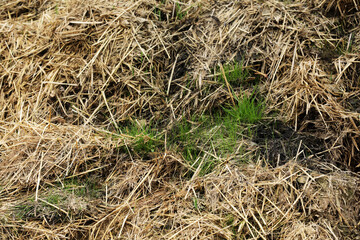 Horse manure Horse droppings dung  in a field