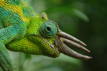 Chamäleon
