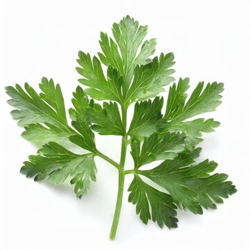 chervil leaf isolated on a white background