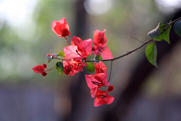 bougainvillea flowers blooming in india close up shots 