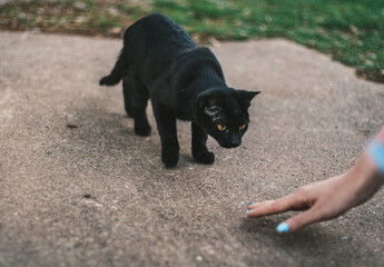 black cat eyeing a human hand