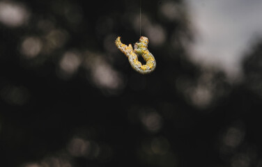 silk worm dangling from a thread