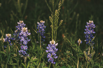 texas bluebonnets