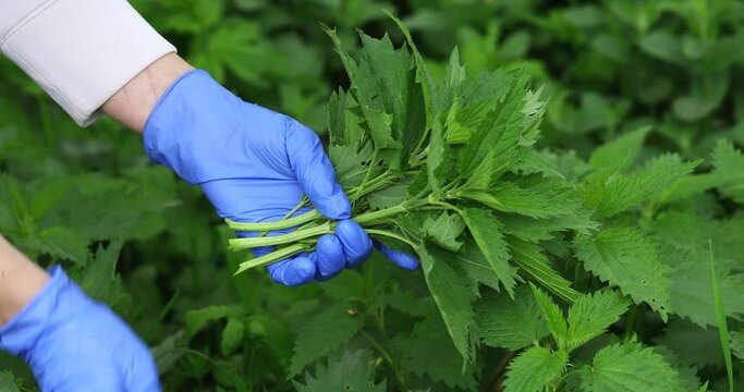 A man collects nettles in the forest to make medicine or to use as a salad ingredient