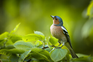 A male common chaffinch (Fringilla coelebs) sits on a thick branch with green leaves toward the camera lens on a spring evening. Close-up portrait of male chaffinch with green background.
