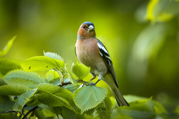A male common chaffinch (Fringilla coelebs) sits on a thick branch with green leaves and looks...