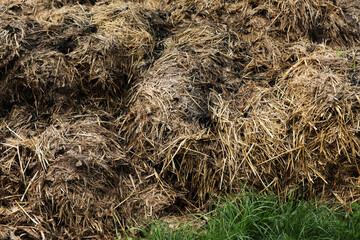 Horse manure Horse droppings dung  in a field